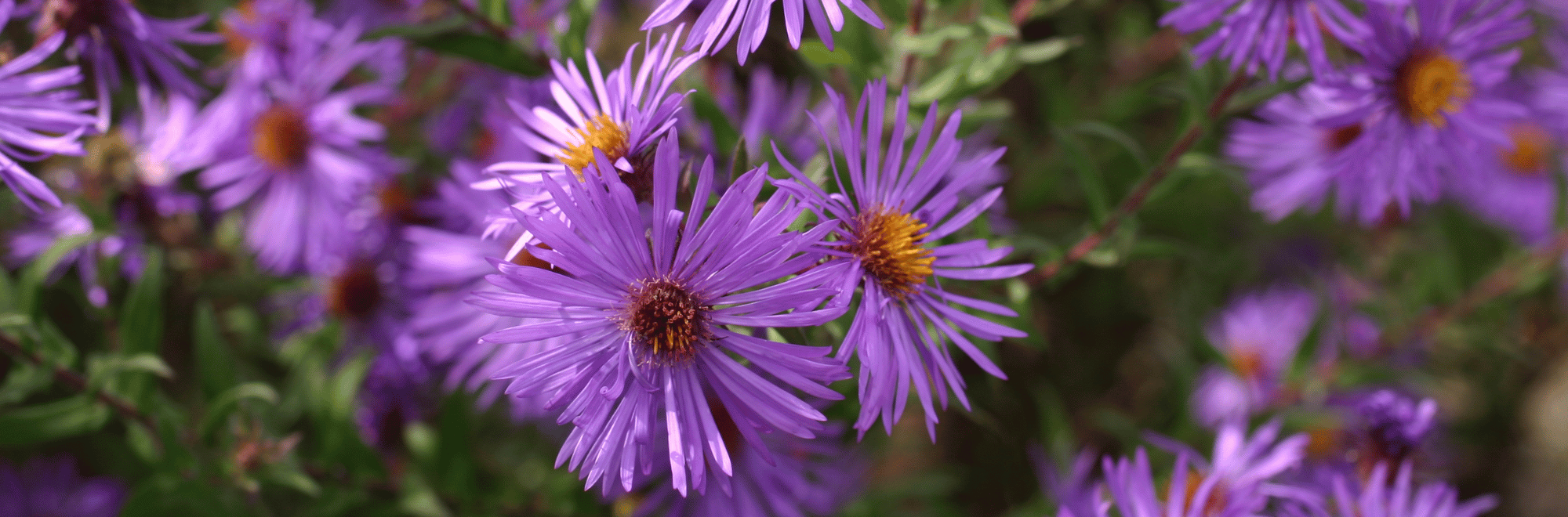 purple flowers
